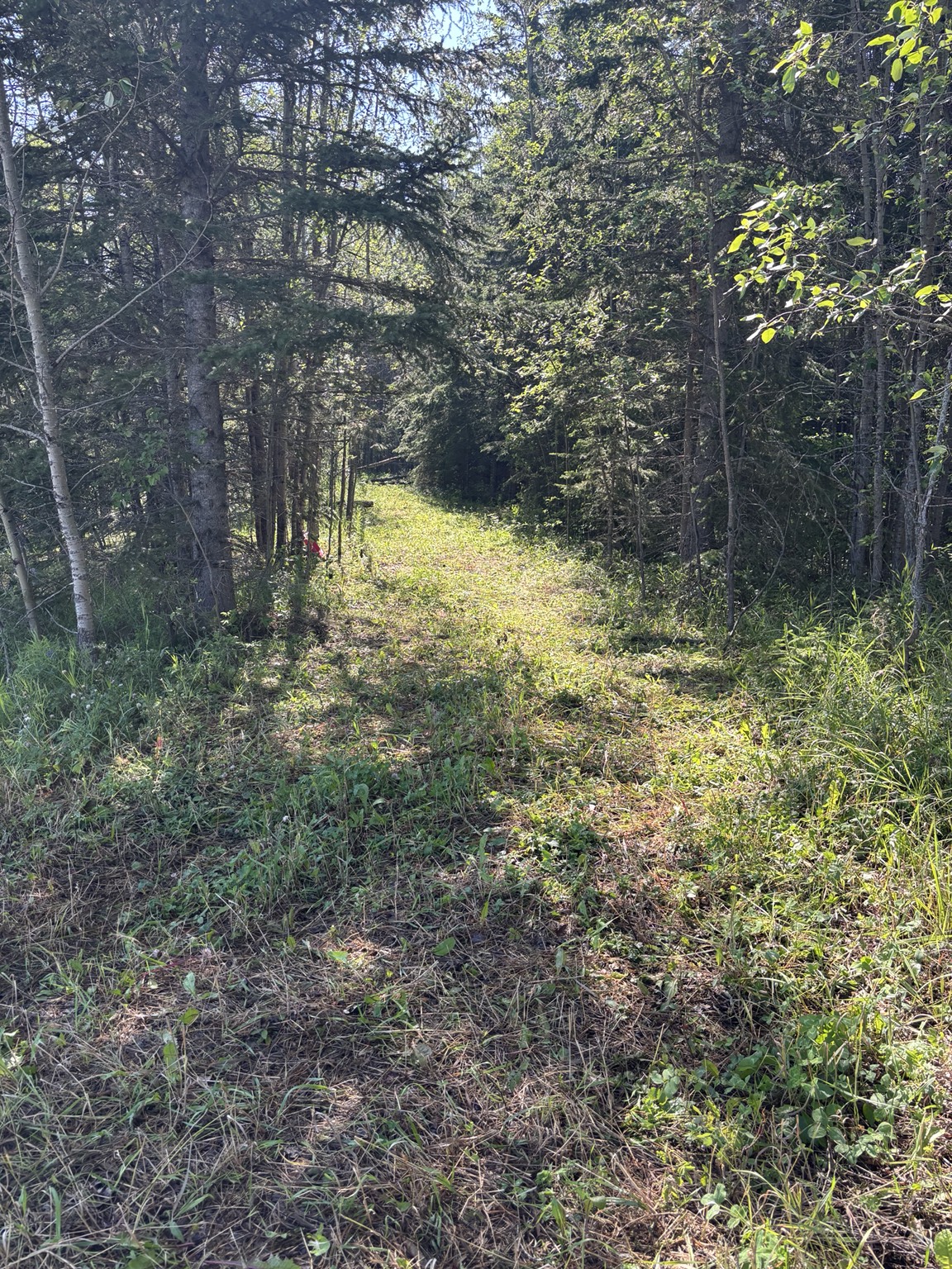 Existing wooded trail before improvement