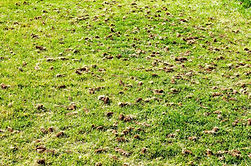 Aeration 1.jpg