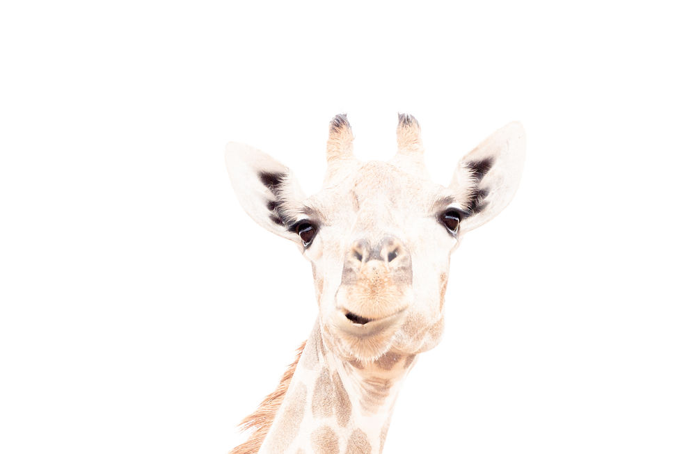 Giraffa smorfiosa
