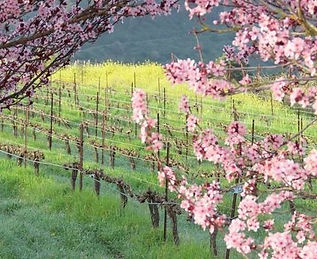 לאוניד רזניקוב (2).jpeg