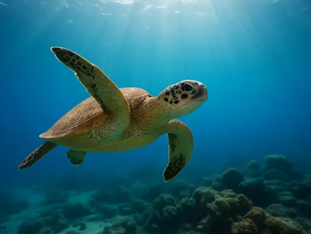 Monitoring Sea Turtle Nesting with Drones: A Comprehensive Review