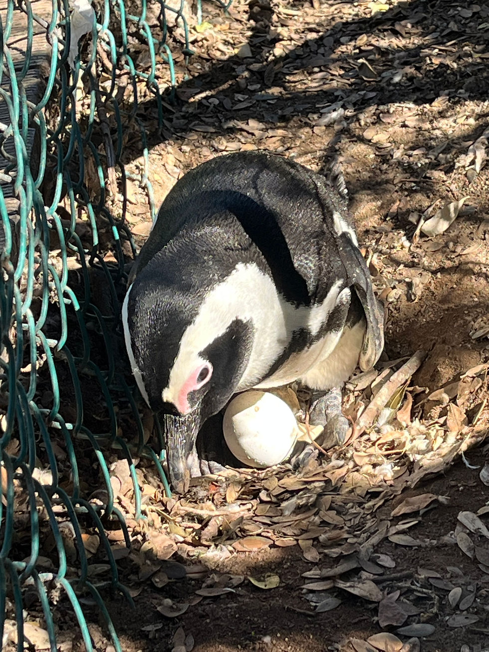 African penguins at Boulders Beach Cape Town
