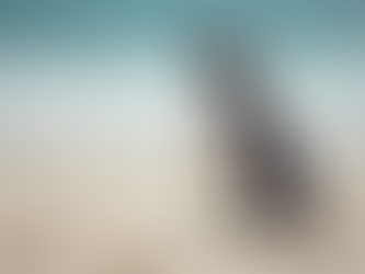 Discover the Hidden Gems of Cape Peninsula: Penguins, Baboons, and Unforgettable Views