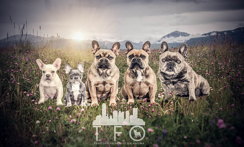 TFO Dog picture-Edit-3.jpg
