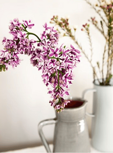 tree-branch-pink-white-flowers