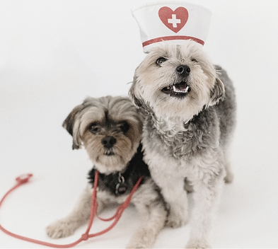 nurse-dogs-patient-support