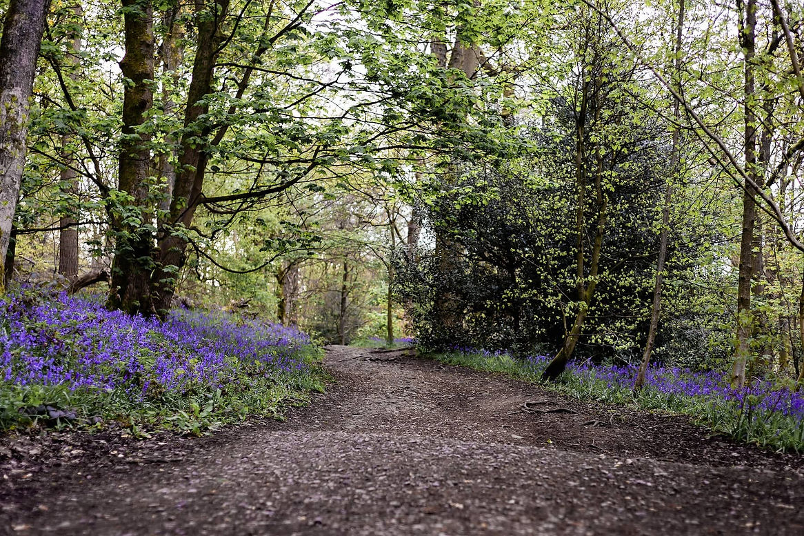 purple-trail.jpg