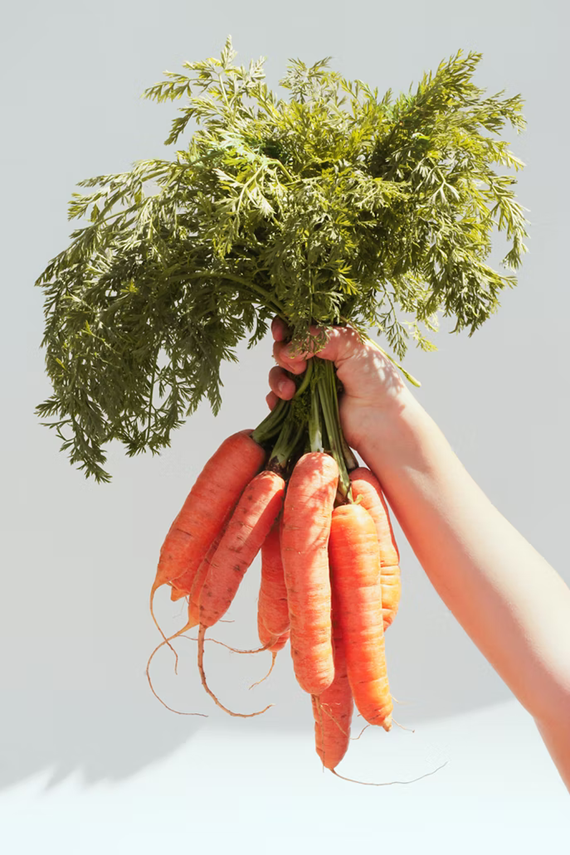 person holding a bunch of fresh carrots by their green tops in front of a white background