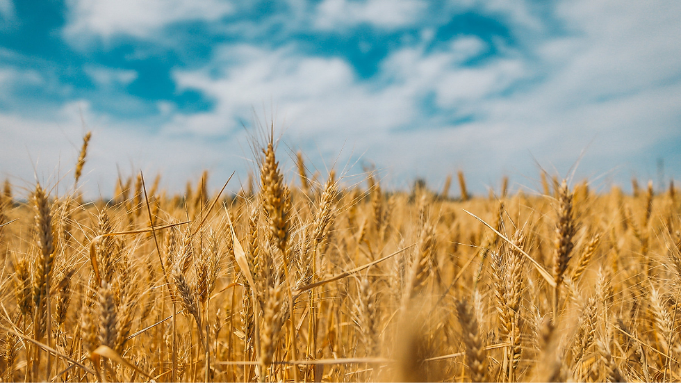 a sunny field of wheat under a blue sky