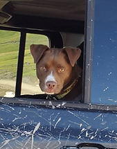 my-dog-angel