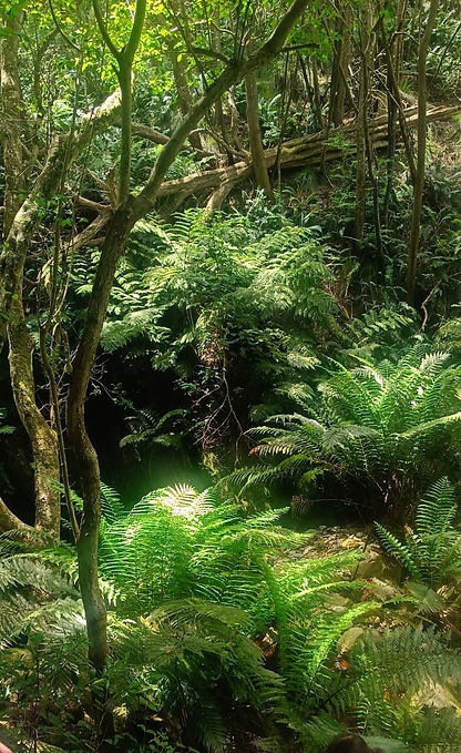 Forest.jpg