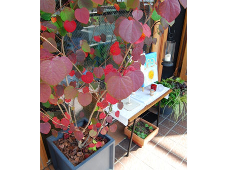 マルバノキ☺️