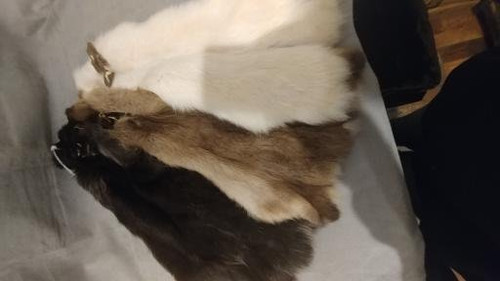 Rabbit (Cased) | Barnes Hide and Fur