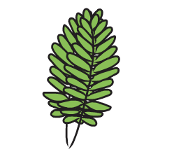 Tamarind-leaf.gif