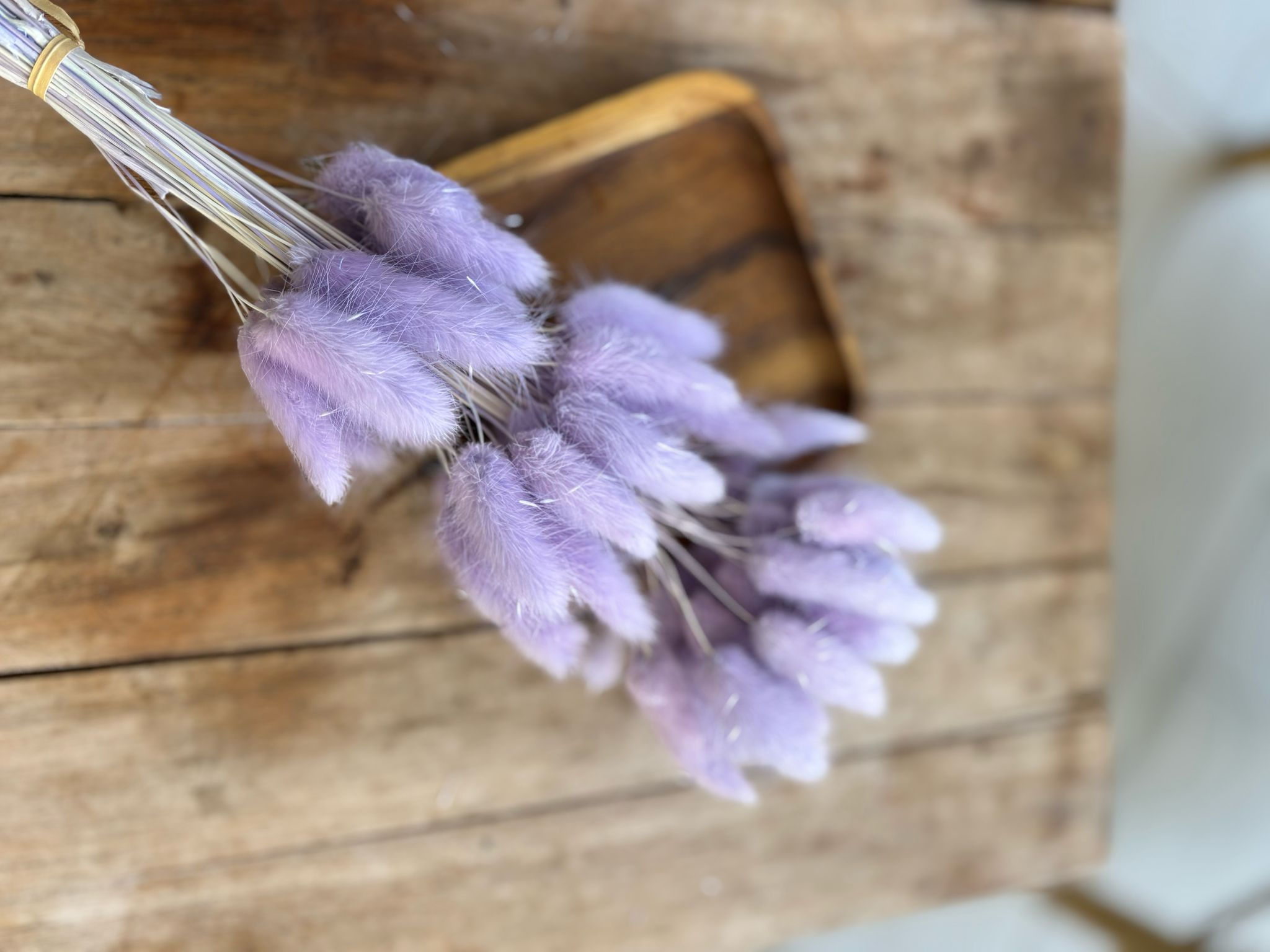 בייבי באני סגול