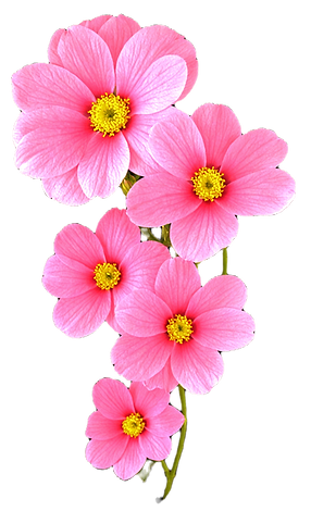 shutterstock_2435953783 7_edited_edited.