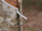 Vietnam’s Huy Anh Rubber Partners with KOLTIVA to Meet EU Deforestation Regulations and Expand Global Market Reach - Koltiva.com