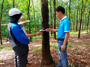 Huy Anh Elige KOLTIVA para Cumplir EUDR Caucho UE