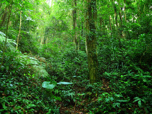 Harnessing Tech and Digitalization, Safeguarding Indonesia's Rainforest