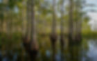 Big_Cypress_trees_1440x9000-6c62e37f5056a36_6c62e470-5056-a36a-0b4038a53dadf393.jpg