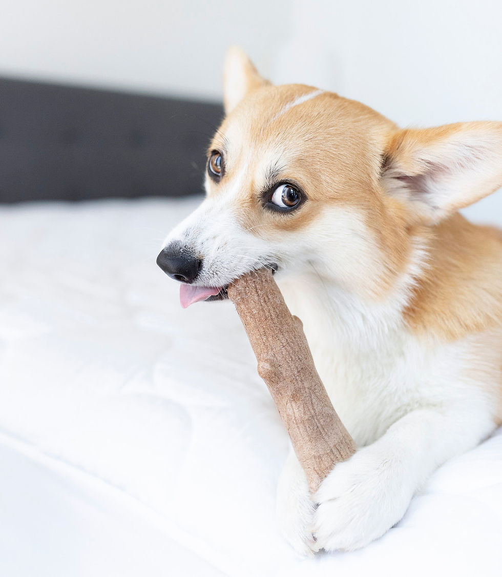 Thumbnail: Petstages Dogwood Durable Chew Stick