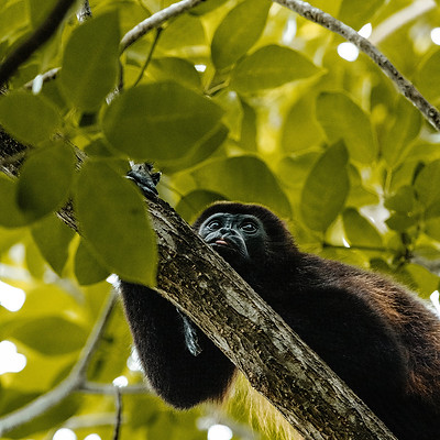 Monkey-in-a-tree-in-the-Nicaraguan-jungle.jpg
