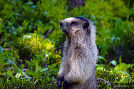 Friendly Marmot