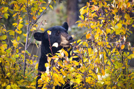 Feeding Black Bear