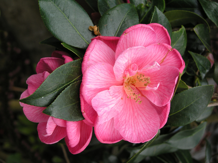 camellia