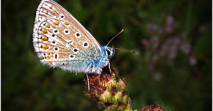 COMMON BLUE by John Holmes.jpg