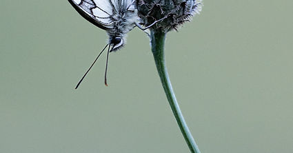 HARMONY by Pam Bellchambers.jpg