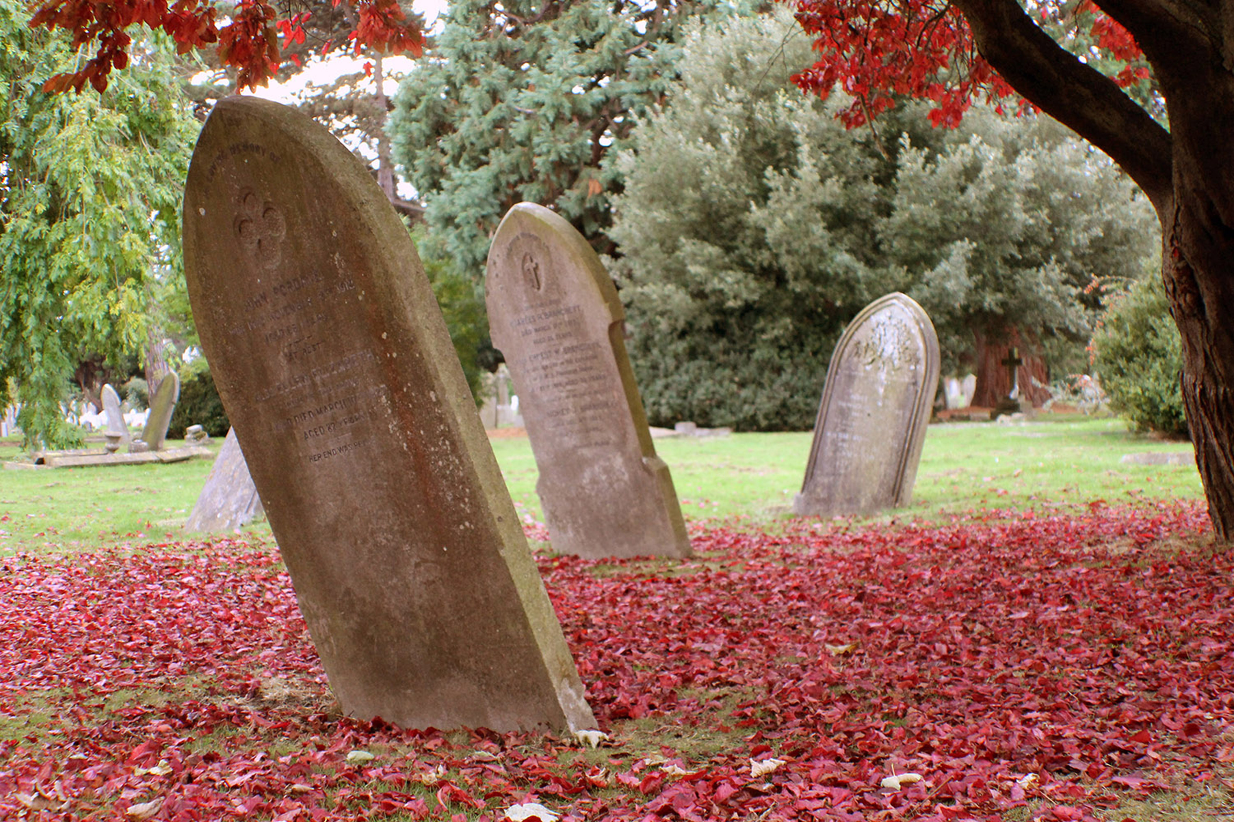 RED & DEAD by kim read.