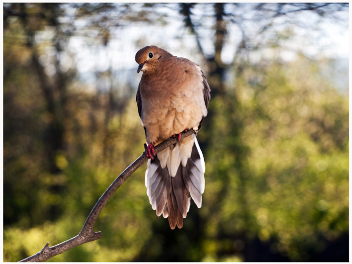 dove