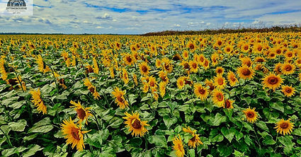 BLOOMING SHOW OFFS by Ken Medwyn.jpg