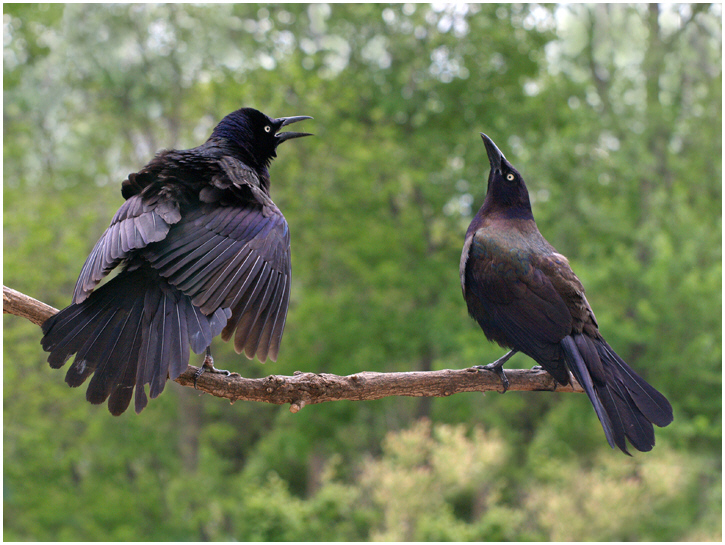 commongrackle