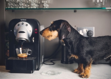 A dog standing watching a counter-top coffee percolator