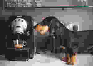 A dog standing watching a counter-top coffee percolator