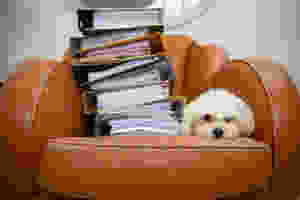 A brown and white dog sitting on a chair