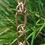 Miniature : Copper Links and Loops Rain Chain