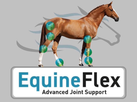 Advantages of a 1 kg EquineFlex Tub: equineflex 1 kg benefits