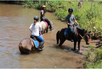 Horse Park.GIF