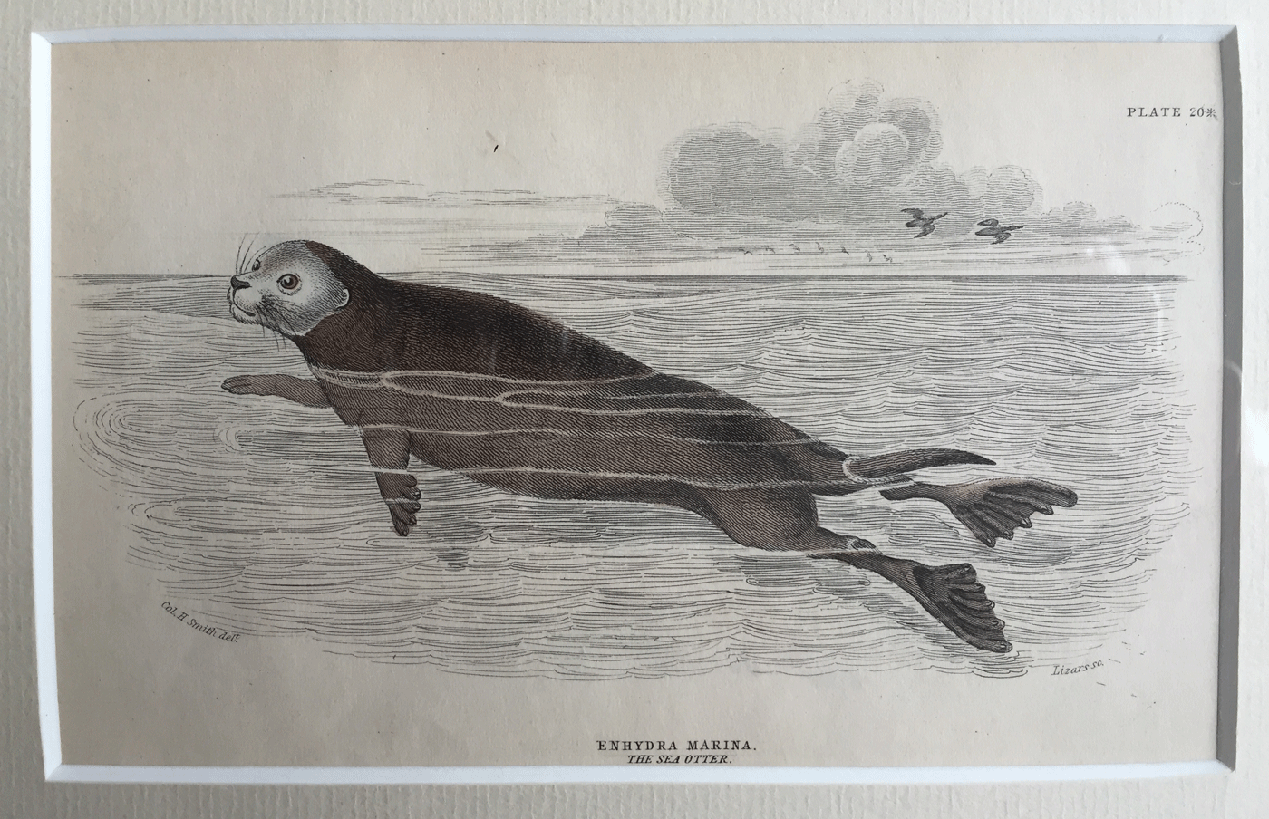 Otter-Print-Detail