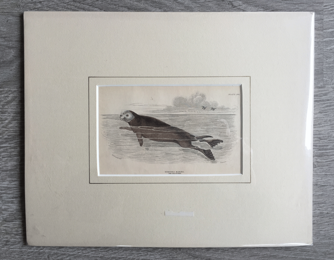 Otter-Print-Home