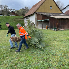 13 Die Palme nimmt Abschied.JPG