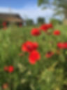 coquelicots.JPG