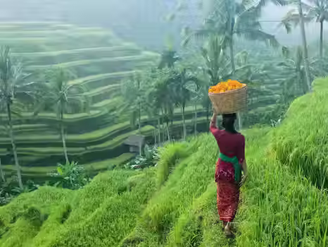 Bali & Java