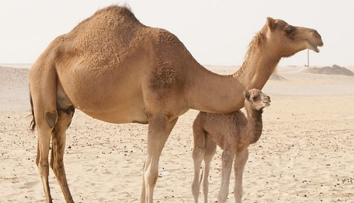 Camel