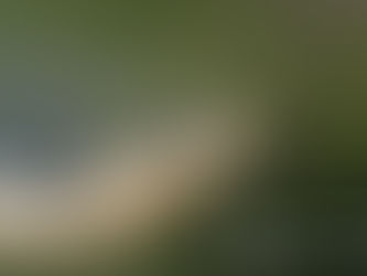 Se declara estado de emergencia en Naranjito de Puerto Rico debido al incremento en el avistamiento de serpientes.