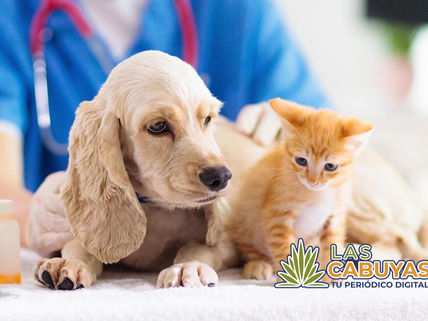 Lanzarán una campaña masiva de vacunación para perros y gatos.