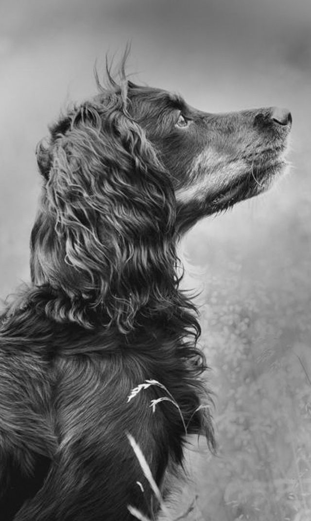 Pets-at-Peace ethical caring pet funerals Forget me not pet crematorium ltd Heavenly pets crematorium ltd Mill cottage pet cr